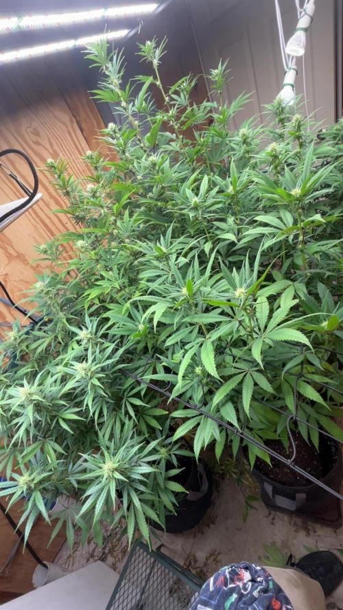Official grow #2. Week 4