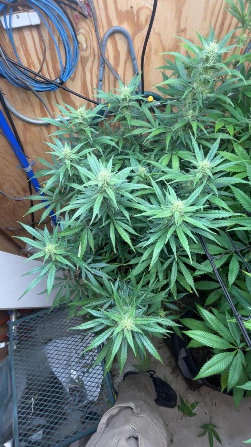 Official grow #2. Week 4 -  