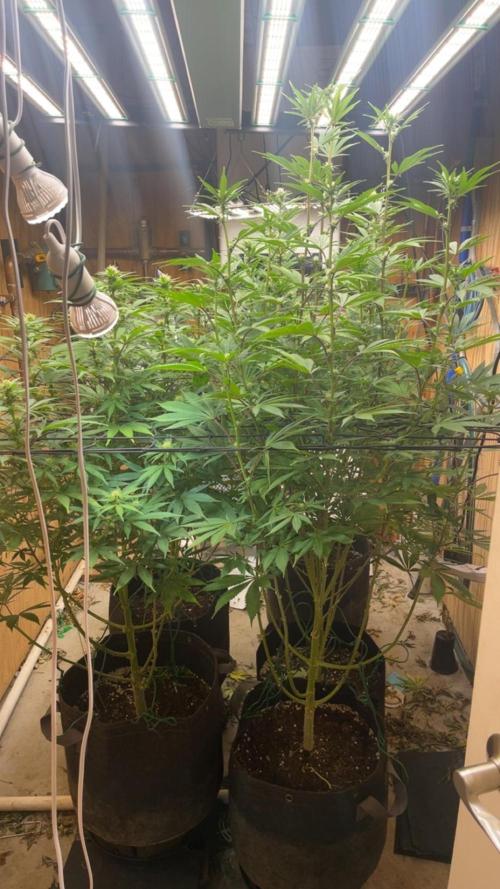 Official grow #2. Week 4