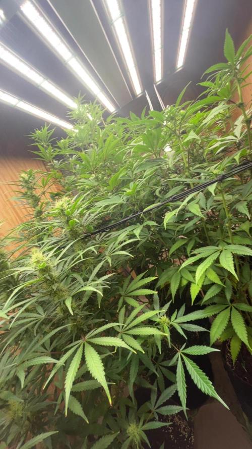 Official grow #2. Week 4
