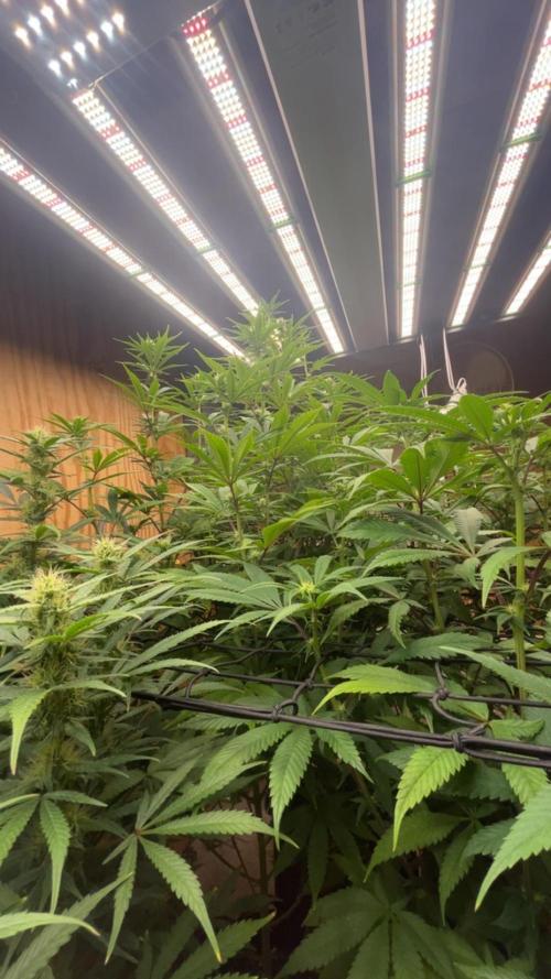 Official grow #2. Week 4