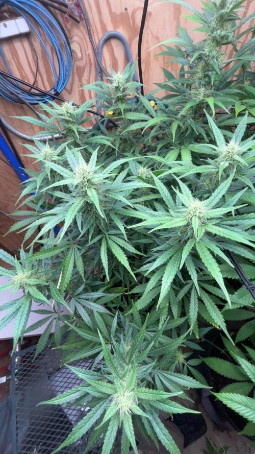 Official grow #2. Week 4
