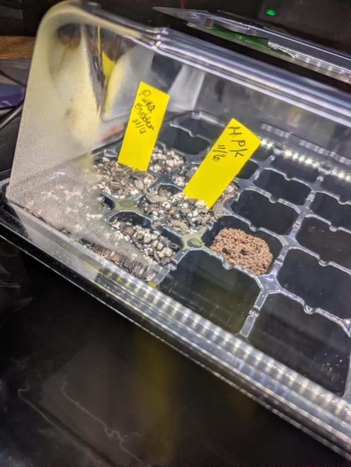 Winter Wheelchair Growin'. Week 0 - Auto seeds went into the seed tray after sitting in paper towels