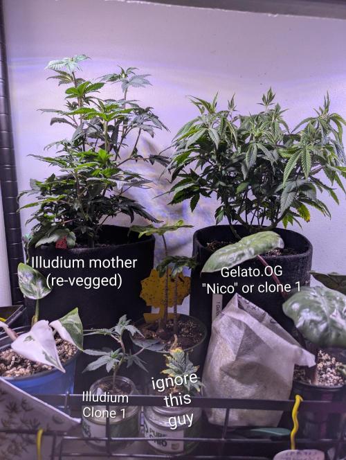 Winter Wheelchair Growin'. Week 4 - 28cm illudium mother clone, illudium baby clone, Gelat.OG Clone 1 "nico robin" 