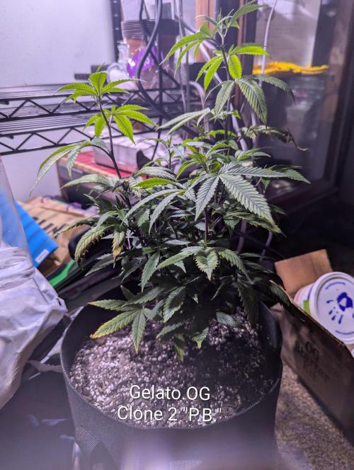 Winter Wheelchair Growin'. Week 4 - 40cm
Gelat.OG
"Princess Bubblegum"
