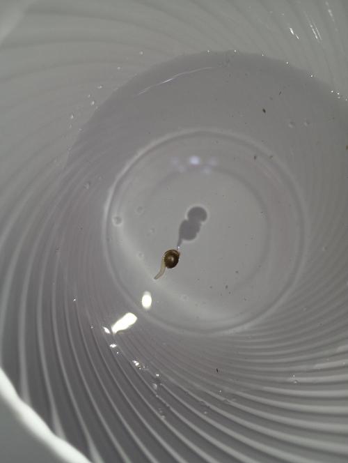 Indoor #1. Week 0 - Tap root in 36 hrs, mystery seeds are about the same. 