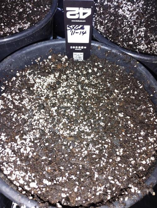 Indoor #1. Week 0 - In the dirt LFG