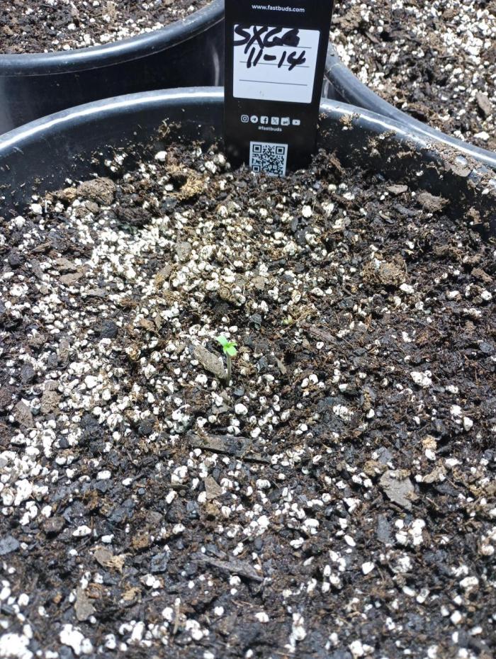 Indoor #1. Week 1 - Seeds popped nov 16 after 2 days in soil. 