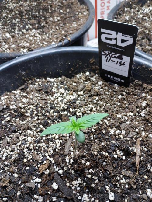 Indoor #1. Week 2 - Day 3 week 2.