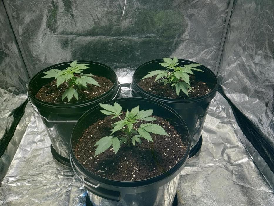 Mimosa x Orange Punch in Hempy Buckets. Week 3 - veg, week 3
