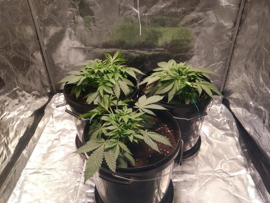 Mimosa x Orange Punch in Hempy Buckets. Week 4