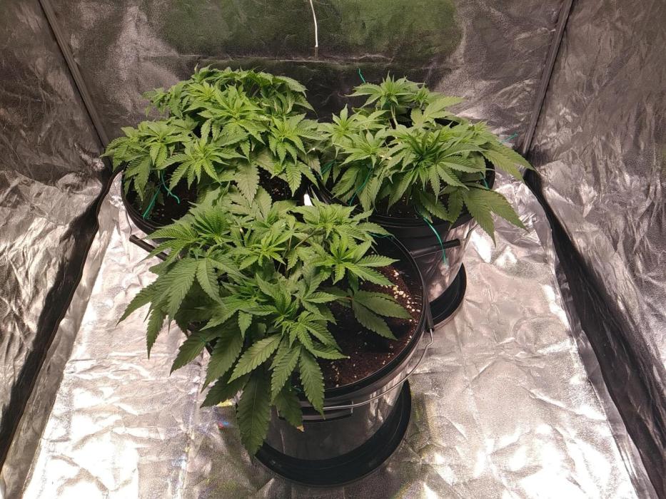Mimosa x Orange Punch in Hempy Buckets. Week 5
