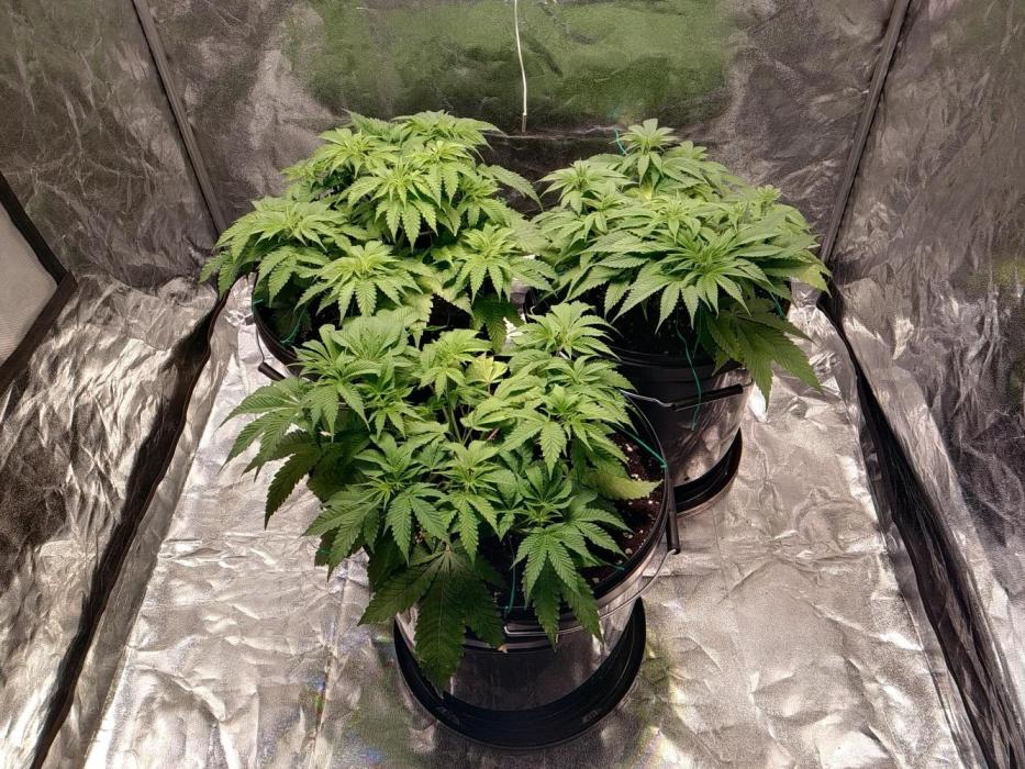 Mimosa x Orange Punch in Hempy Buckets. Week 6