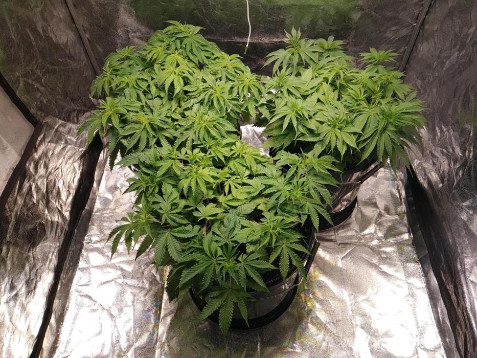 Mimosa x Orange Punch in Hempy Buckets. Week 7