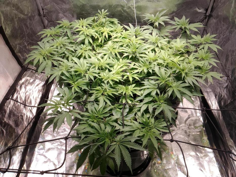 Mimosa x Orange Punch in Hempy Buckets. Week 8