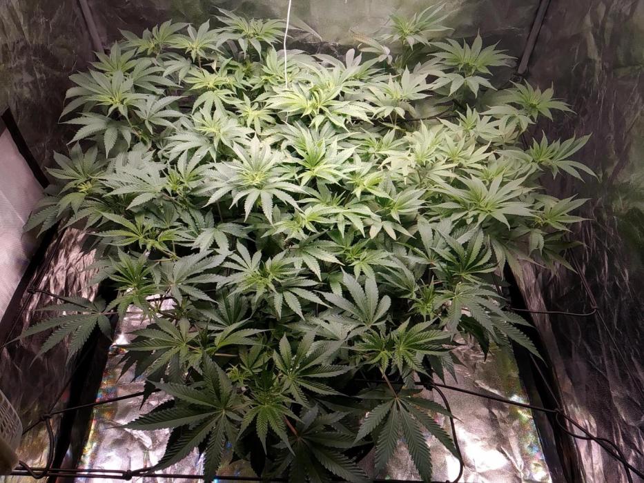Mimosa x Orange Punch in Hempy Buckets. Week 9
