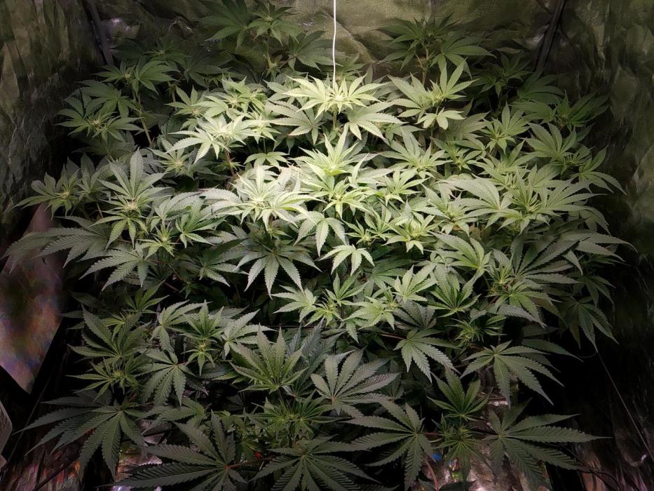 Mimosa x Orange Punch in Hempy Buckets. Week 10