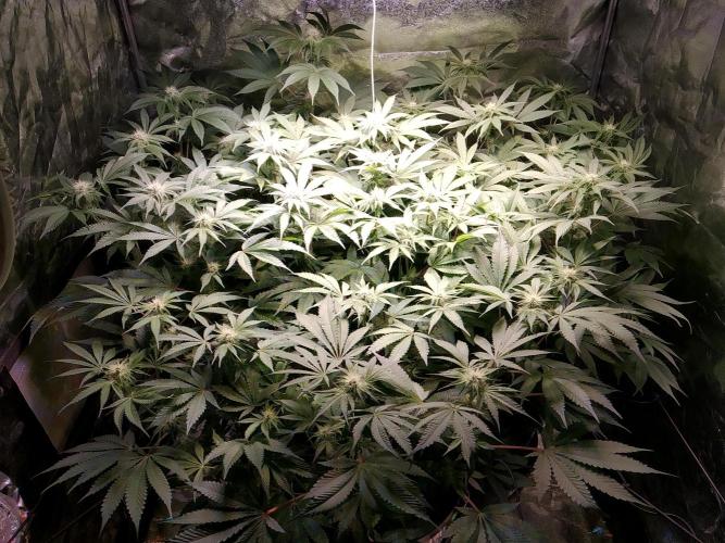 Mimosa x Orange Punch in Hempy Buckets. Week 11