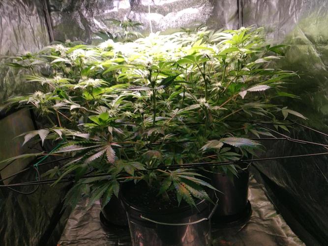 Mimosa x Orange Punch in Hempy Buckets. Week 11