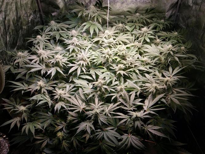 Mimosa x Orange Punch in Hempy Buckets. Week 12