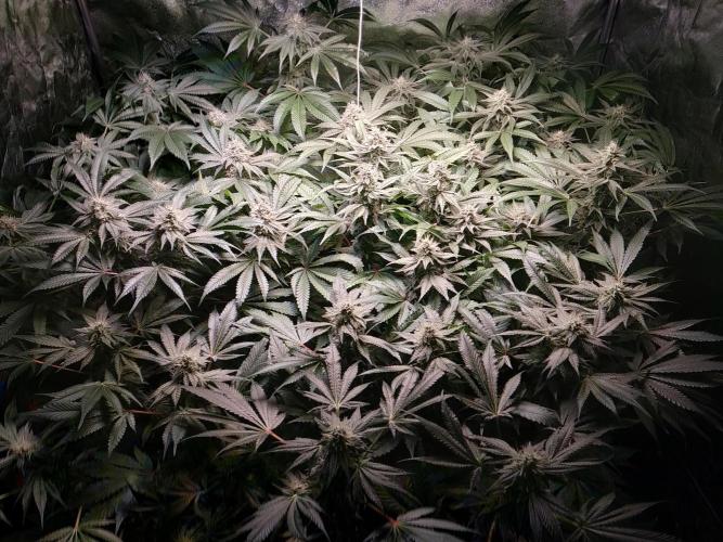 Mimosa x Orange Punch in Hempy Buckets. Week 13