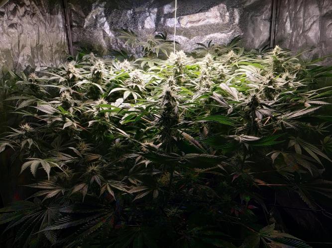 Mimosa x Orange Punch in Hempy Buckets. Week 13