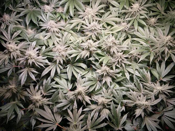 Mimosa x Orange Punch in Hempy Buckets. Week 13