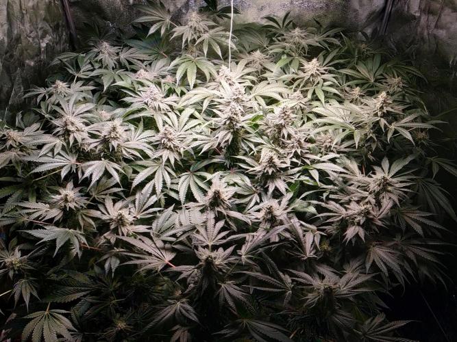 Mimosa x Orange Punch in Hempy Buckets. Week 14