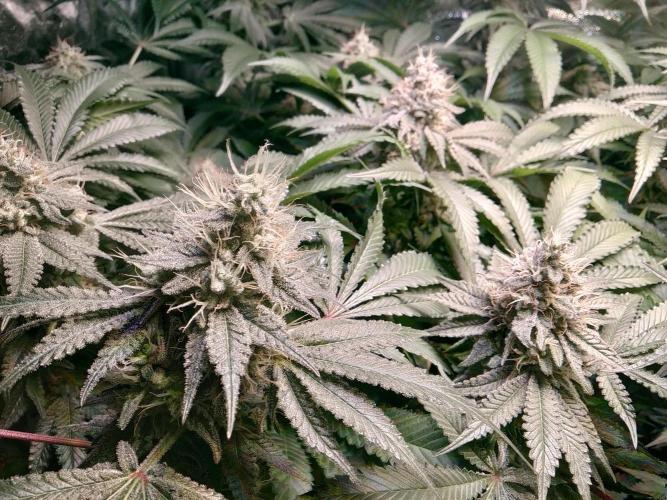 Mimosa x Orange Punch in Hempy Buckets. Week 14