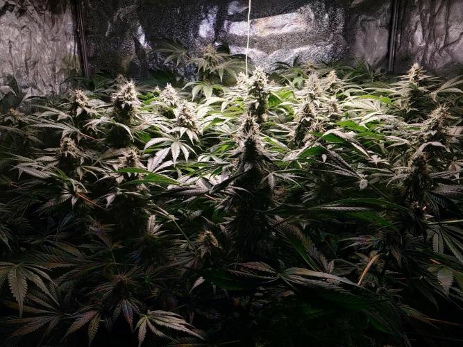 Mimosa x Orange Punch in Hempy Buckets. Week 14