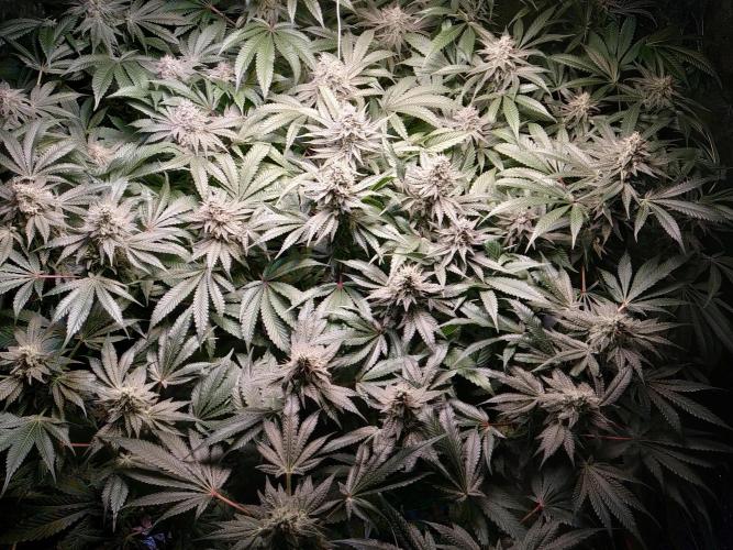 Mimosa x Orange Punch in Hempy Buckets. Week 14