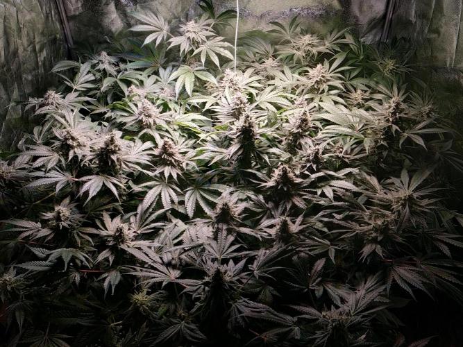 Mimosa x Orange Punch in Hempy Buckets. Week 15