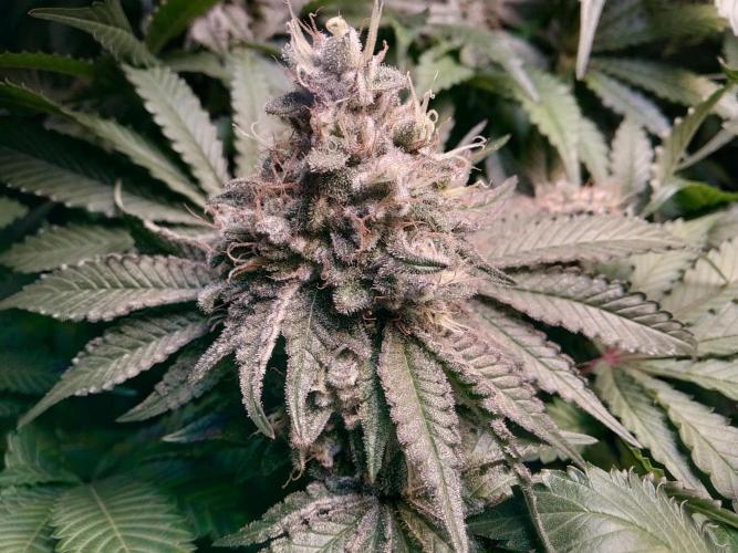 Mimosa x Orange Punch in Hempy Buckets. Week 15