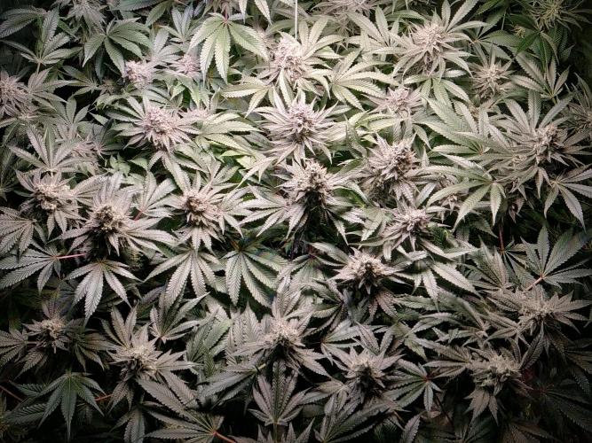 Mimosa x Orange Punch in Hempy Buckets. Week 15