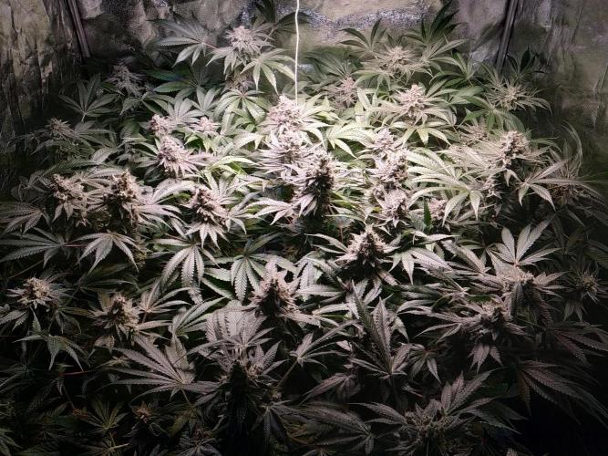 Mimosa x Orange Punch in Hempy Buckets. Week 16