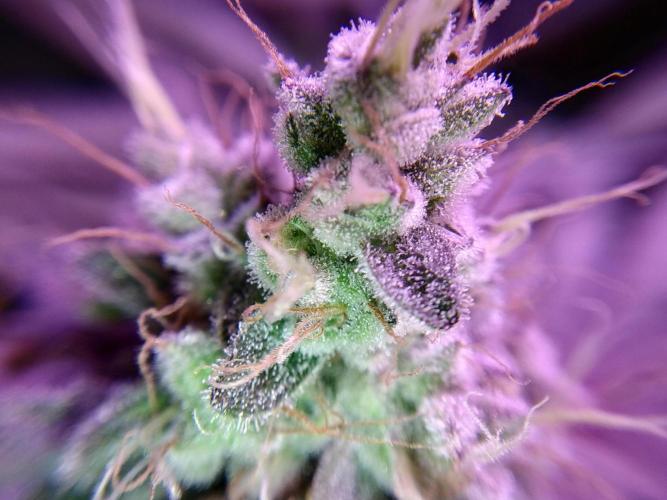 Mimosa x Orange Punch in Hempy Buckets. Week 16