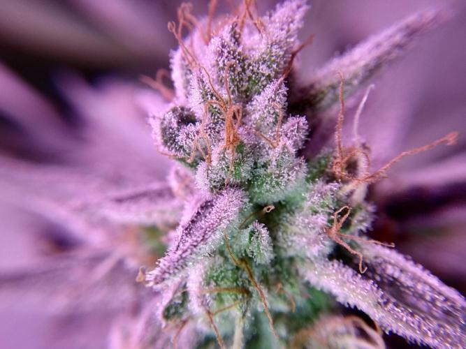 Mimosa x Orange Punch in Hempy Buckets. Week 16