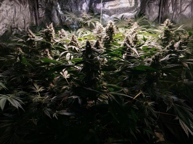 Mimosa x Orange Punch in Hempy Buckets. Week 16