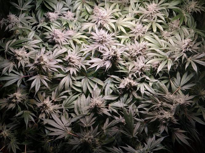 Mimosa x Orange Punch in Hempy Buckets. Week 16