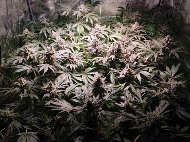 Mimosa x Orange Punch in Hempy Buckets. Week 17