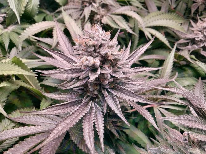 Mimosa x Orange Punch in Hempy Buckets. Week 17