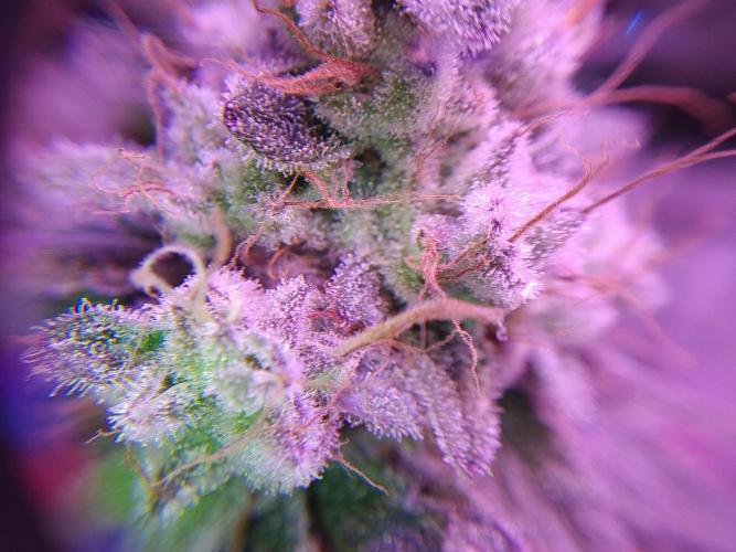 Mimosa x Orange Punch in Hempy Buckets. Week 17