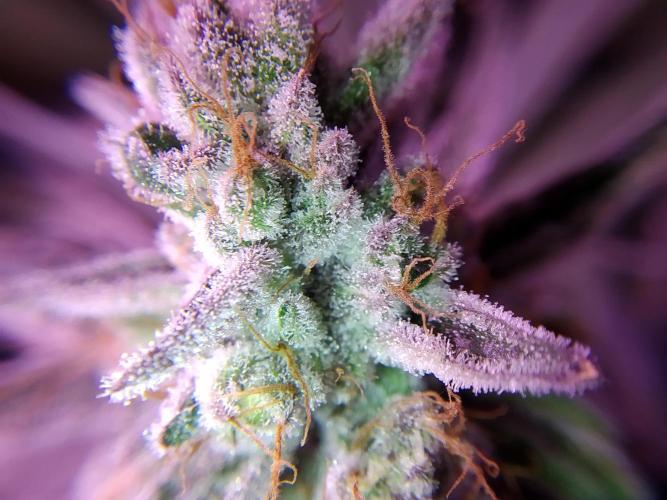 Mimosa x Orange Punch in Hempy Buckets. Week 17