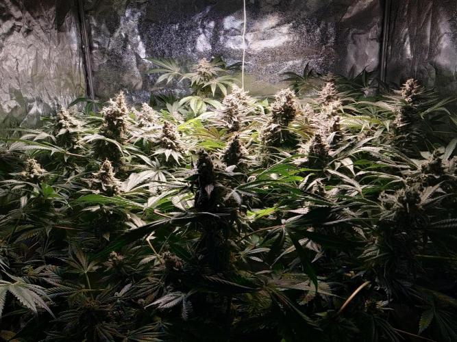 Mimosa x Orange Punch in Hempy Buckets. Week 17