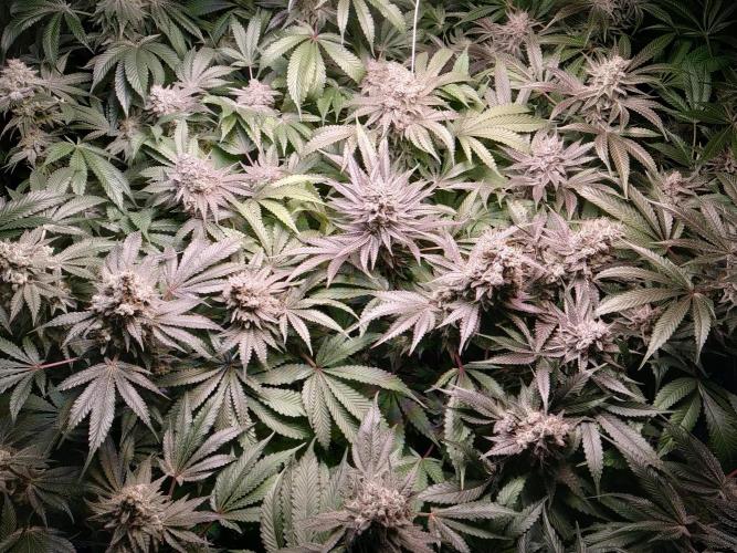 Mimosa x Orange Punch in Hempy Buckets. Week 17