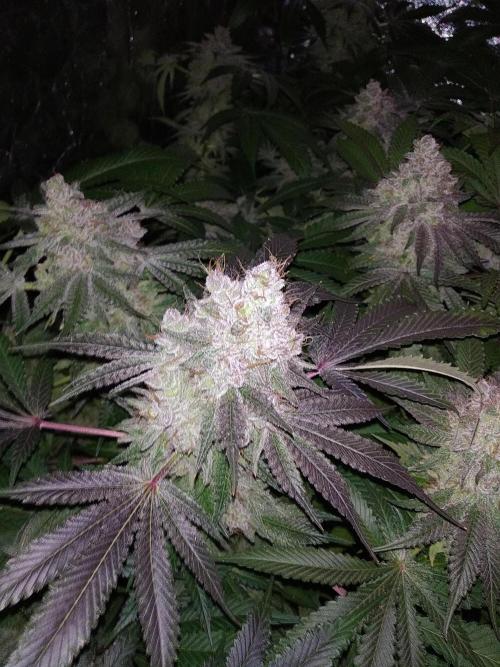 Mimosa x Orange Punch in Hempy Buckets. Week 18