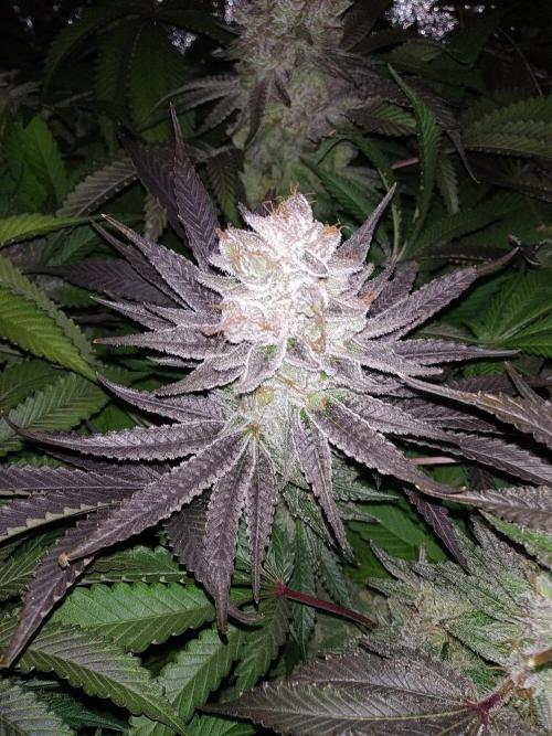 Mimosa x Orange Punch in Hempy Buckets. Week 18