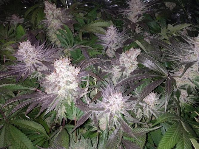 Mimosa x Orange Punch in Hempy Buckets. Week 18