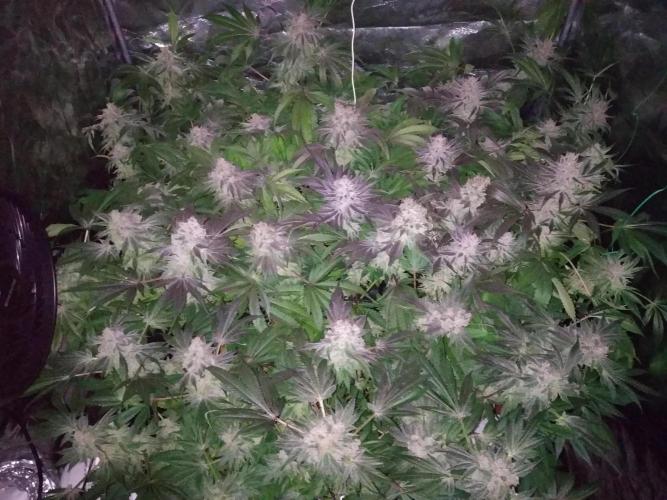 Mimosa x Orange Punch in Hempy Buckets. Week 18