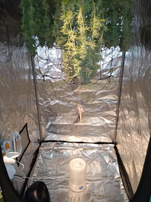 Mimosa x Orange Punch in Hempy Buckets. Week 18